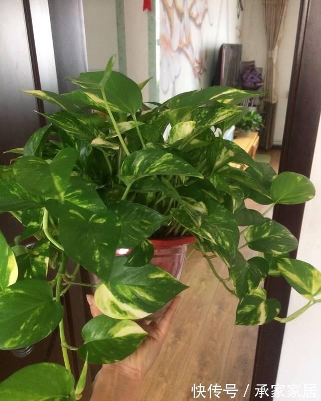 绿萝|3种耐阴植物，养在室内很好，叶色碧绿有光泽，大气又好养