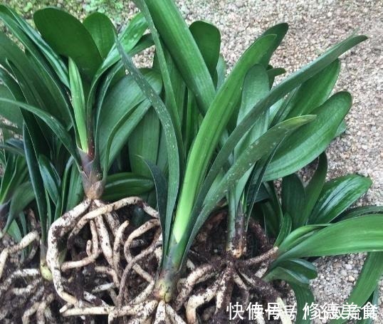 独苗|给君子兰“喂点它”，7天猛窜白根，独苗变群兰，花大压弯枝！
