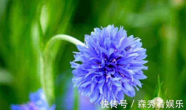 菊花|喜欢菊花，就养盆“菊中珍品”矢车菊，懒人就养它，沾水就活