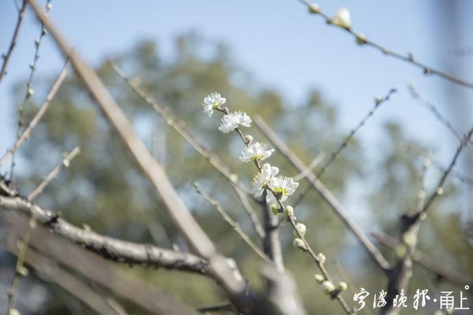 宁波首批桃花盛开，3月中下旬大量开放