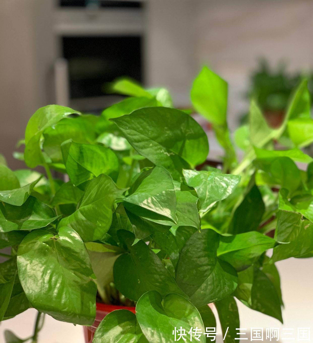 8种花“作用大”，香气满屋能泡茶，你养着花漂亮，花养着你健康