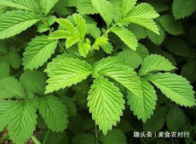 抗癌|生长于路旁的“老鹤嘴”,很多人都见过,但却不知其抗癌效果极佳