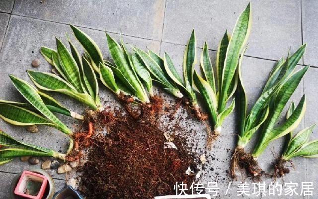 具状|虎皮兰进入8月经常“饿”,从三个方面喂饱它,才爱出小芽