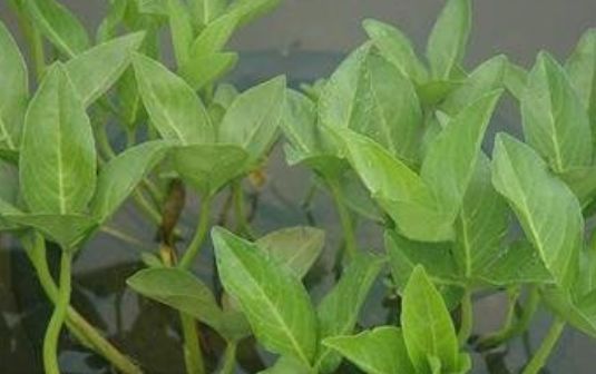 消化不良|乡下一种“睡菜”,吃多就想要睡觉,对付消化不良效果好,价值高