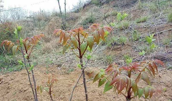 科学依据|俗语:“香椿过房,主人恐伤”,原来并非迷信,有科学依据!