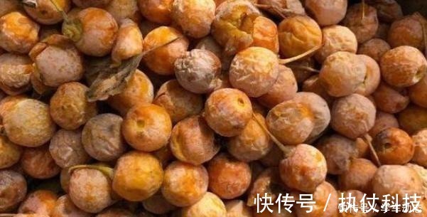 酸角|3类种子得捡回家,冬天将它扔水里,呼呼长成漂亮的绿植盆栽!