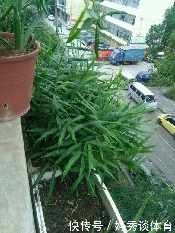 生姜切1刀丢盆里,7天发芽,半年变成“1桶姜”!