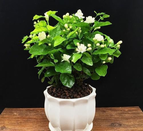 植物|用阿司匹林浇花，这个方法瞒了你多久了