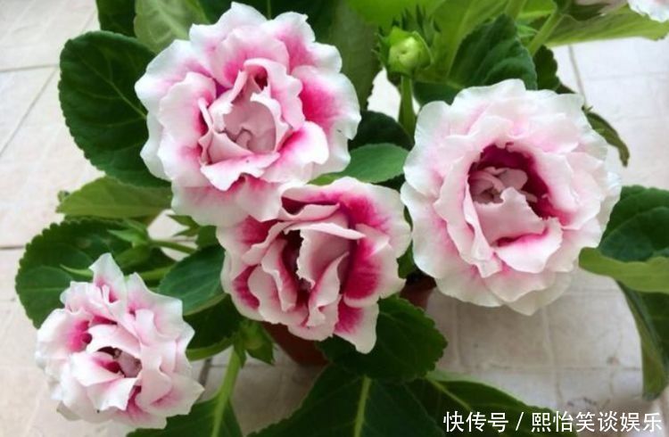 大花蕙兰|养花就养这几款，全年开花不停，好养易爆盆，阳台变一片花海