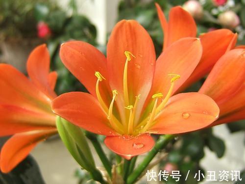 “吉祥又招财”的3种花,尤其是最后一种,家里越养越富贵!