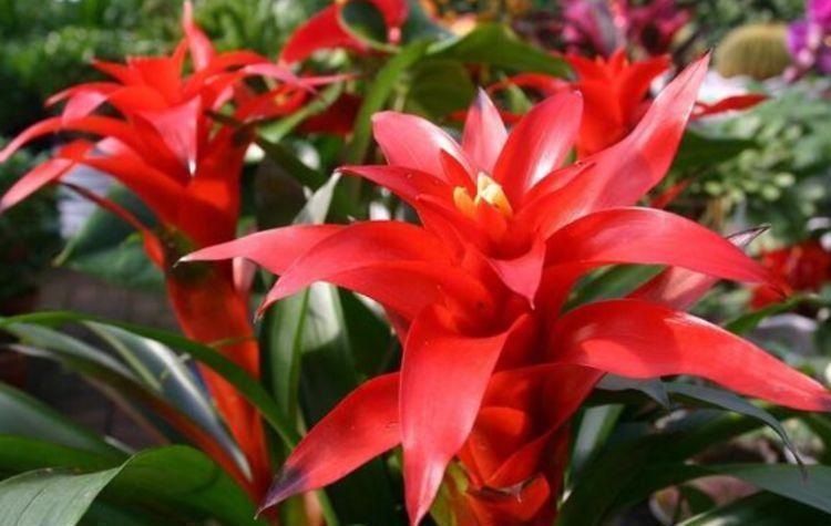 财运|家里就养4种花,耐旱耐晒,财运福运滚滚来,幸福满满,家中必备