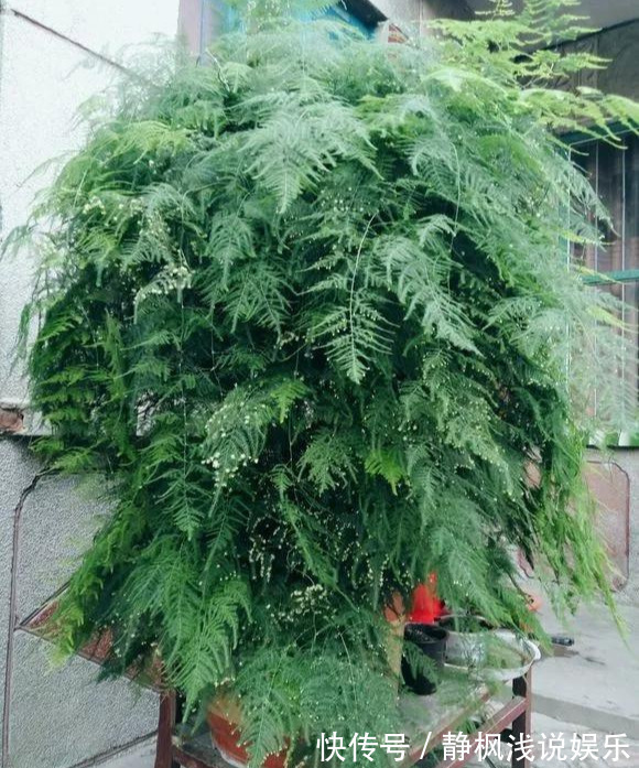 为花友们介绍5种既养人又镇宅的花，盆栽养一盆很值