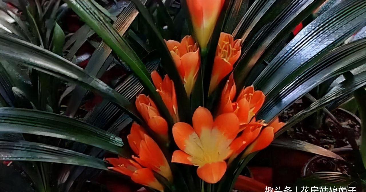 入冬后的君子兰，按照这些要求去做，帮你解决掉不开花的烦恼