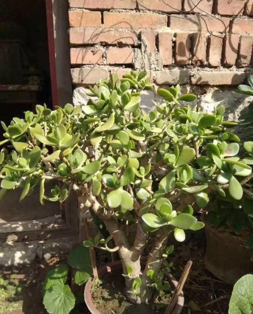 养了20年的玉树,杆子比大腿还粗,满树白花跟下雪了一样