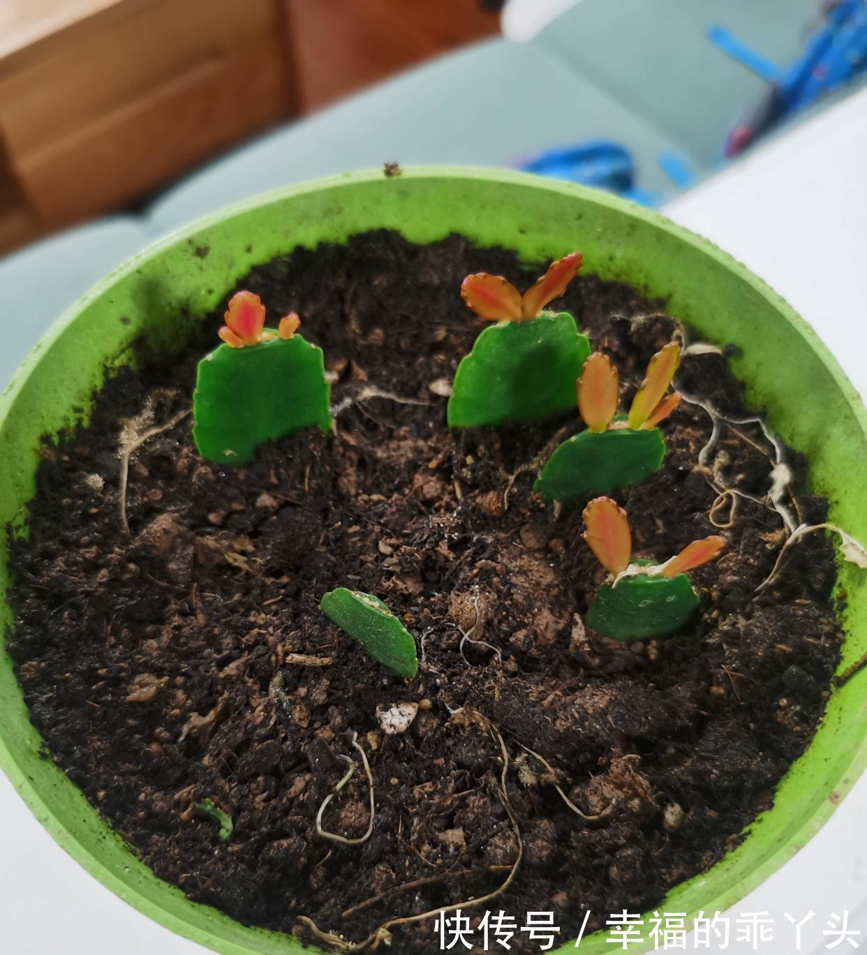 冬天快扦插这3种花,插土里生根很快,成活率高、花多又美