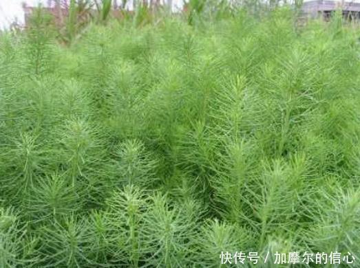奇效|3种“相貌平平”的野菜，却对滋补身体、降三高有着奇效