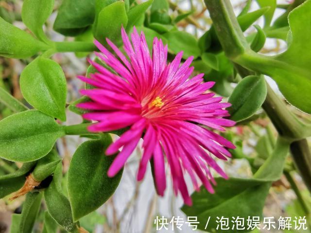 花卉|新手喜欢养护花卉，就选5种花卉，花色漂亮美丽，给家中带来幸福