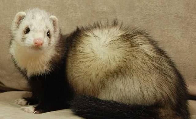 李鸿章|清朝有比黄马褂还要尊贵的衣服，在咸丰和同治两朝，只赏出去两件