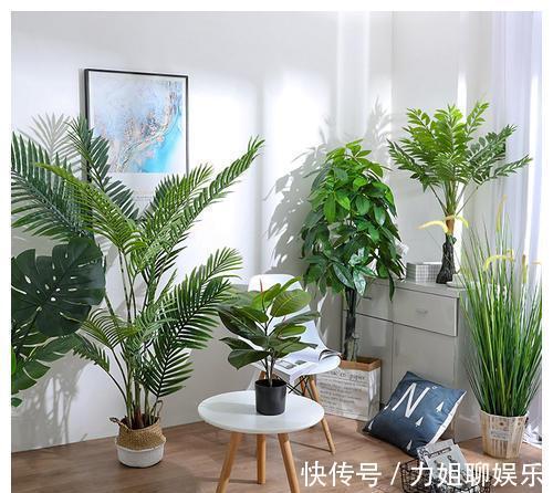 7种“富贵花”,容易被浇死,别太狠,一杯水就够养一冬天