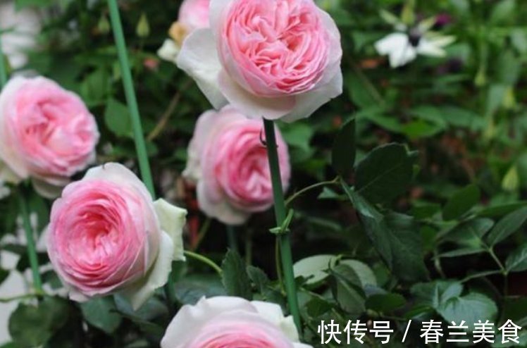 3种花，都是开花小能手，养在家里繁花似锦，清新脱俗，懒人最爱