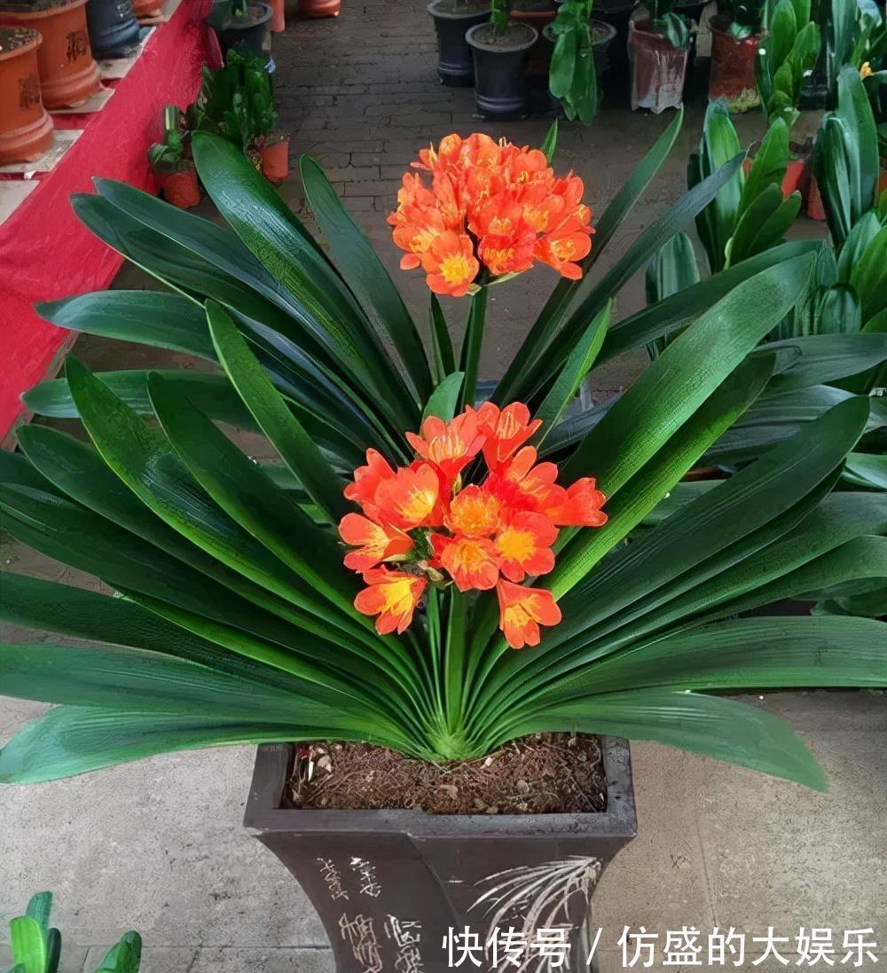 8种“吉利花”,要用“穷养法”,小盆养老桩,富贵又旺家