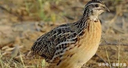 这种禽类下的蛋大人小孩都爱吃,可它的肉营养与药用价值极其高