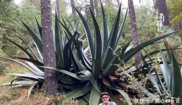 原以为龙舌兰是小家碧玉,没想到竟然可以长这么高!