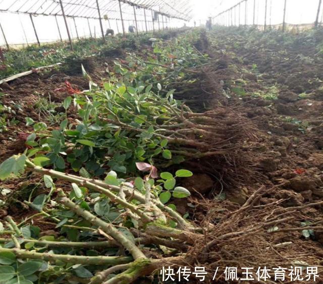月季|一个月狂卖4万多件,老桩月季收割了多少人的智商税