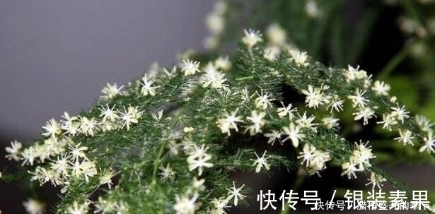 效果|张大爷养“文竹”, 只浇“2种水”, 长出“满天星”, 效果超好!