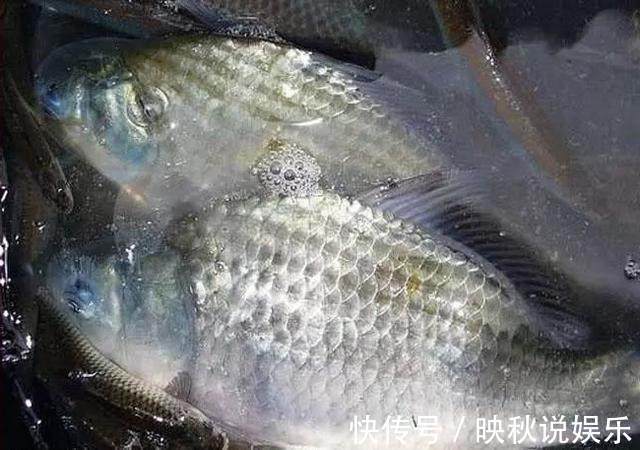鲫鱼|自制酒米做窝钓鲫鱼,钓获肥美高背鲫,估计是走了“狗屎运”