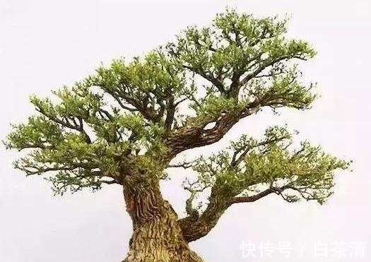 什么算的上是好盆景学会看芯,芯是盆景的重点