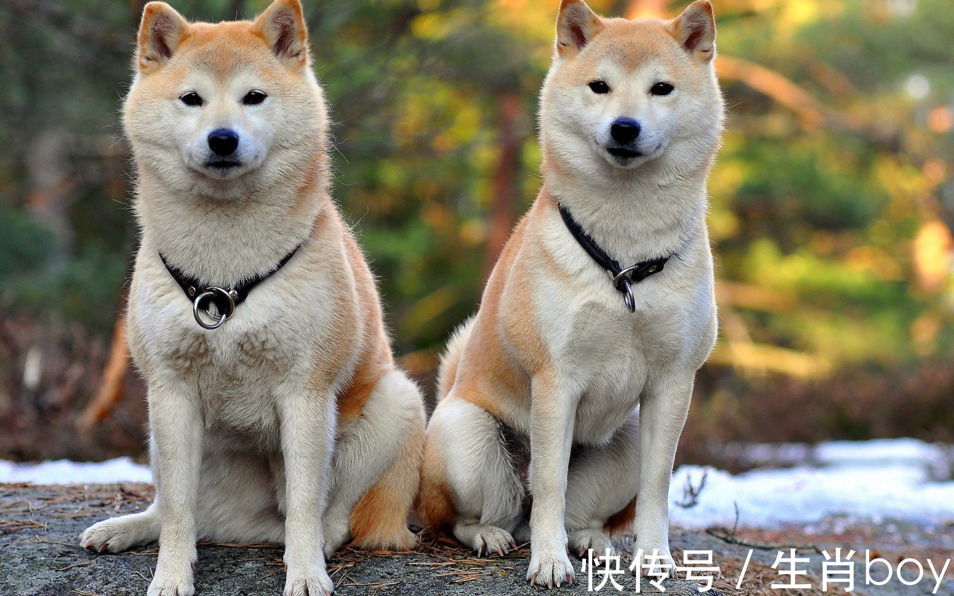 生肖|一回生，二回熟，做任何事都能渐入佳境的生肖，适应力特别强