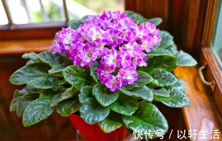 家家都有的厨房“垃圾”,用来养花都嫌臭,其实它是最佳的促花肥