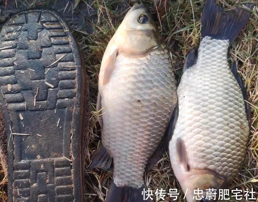 冬钓鲫鱼常用的5种“添加剂”，记住用法用量是关键！