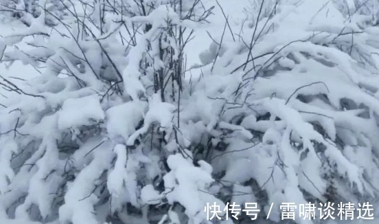 作诗@乾隆一生写了四万首诗，只有一首入选小学课本，小学生：真好背！