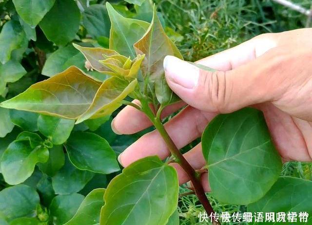 阳台养此3种花太合适,不但漂亮,繁殖还容易,一年就成养花大户