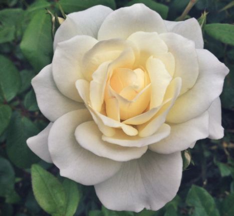 几种漂亮花,个个“含苞欲放”,花开香飘溢满屋,阳台变温馨花园