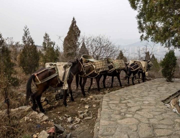 钟福生|山间铃响马帮来，偶遇骡马运沙忙