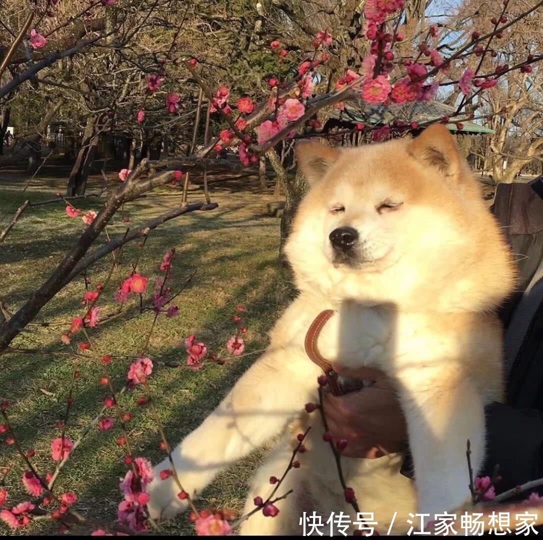 背景图|神仙·朋友圈背景图丨今朝尘尽光生,照破山河万朵