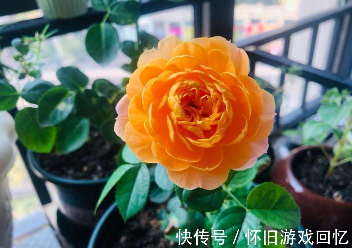 主干|到了1月该不该修月季?掌握住3个技巧,养出又多又壮的新枝