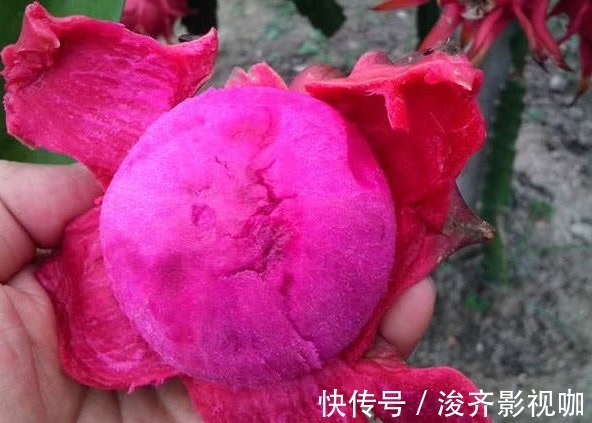 湿气|最适合晚上吃的4大水果,尤其是第2种,还能赶跑湿气