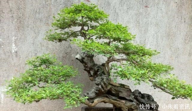 盆景不用买，野外3种常见树桩，做成盆景造型优美