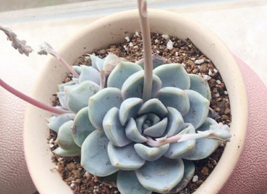 养多肉用1种“溶液”,再也不徒长,叶片长得肥又厚,疯长到爆盆