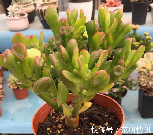 佛珠|3种多肉植物,养在家里,旺财寓意好,值得拥有!