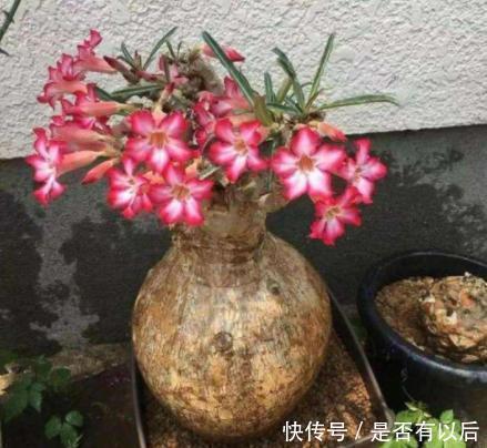 沙漠玫瑰|给沙漠玫瑰浇水就像“人喝水”，掌握正确方法，不渴千万别浇水！