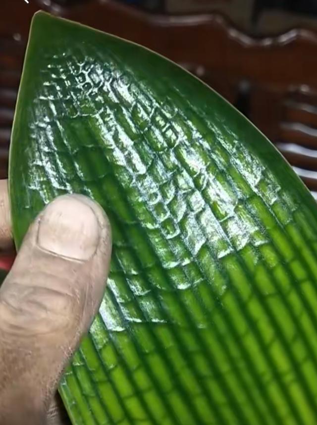 君子兰依赖2种水,春秋轮流浇,叶纹深品种高,花箭嗖嗖冒