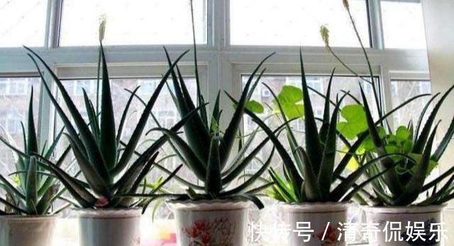 侧芽|养芦荟,“脾气”爆,一言不合爆满小崽,砍掉小芽变“大树”