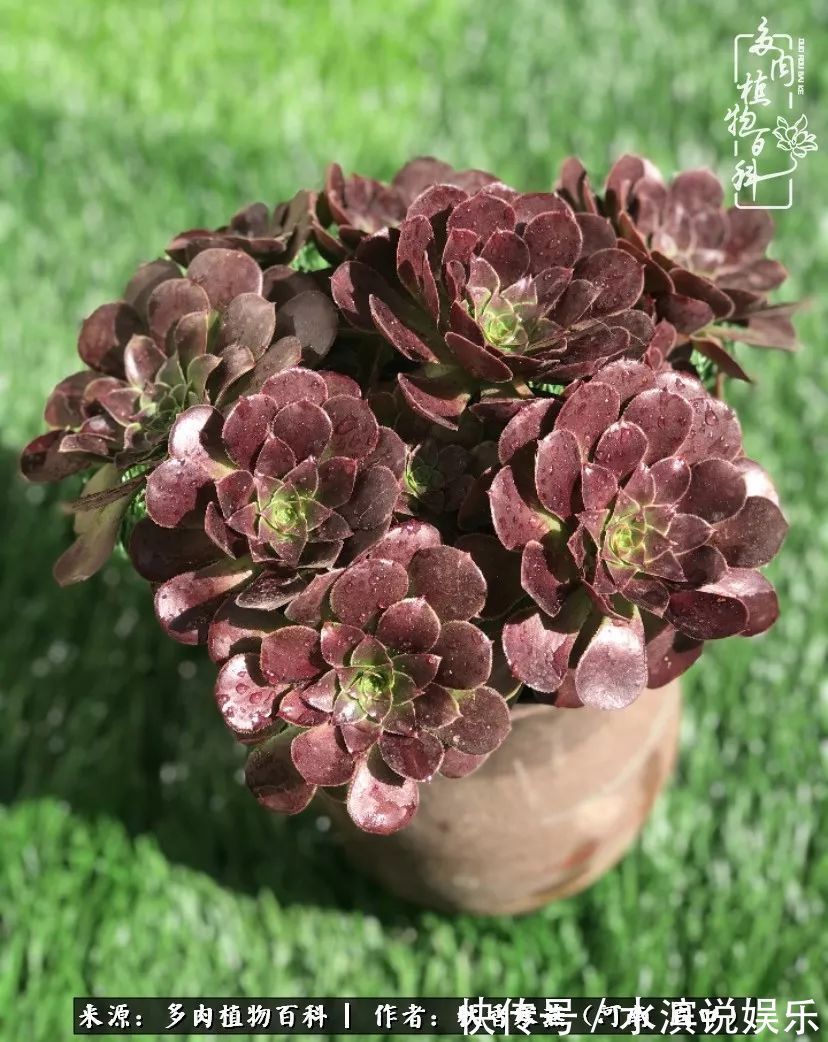 红铜壶|多肉千万种,我独爱法师!爱它的霸气,更爱它的华丽蜕变!