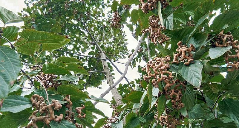 下霜后才成熟,常以为是假水果却甘甜如蜜,真正价值却少人知