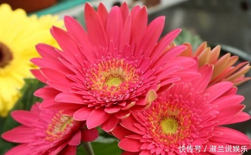  花卉|养花就养盆颜值高的花卉，四季开花，观赏价值高